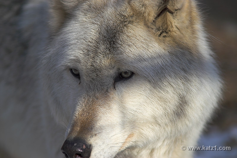 Arctic Wolf 076